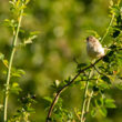 Fauvette grisette